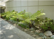 Australian Tree Fern