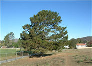 Monterey Pine