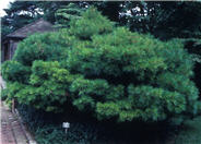 Dwarf White Pine