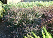 Dwarf Japanese Barberry